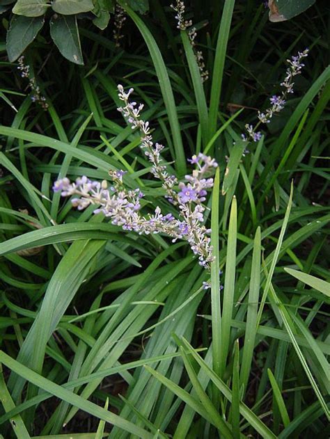 耐陰開花植物|園藝｜40種耐陰植物，沒有光照也能活